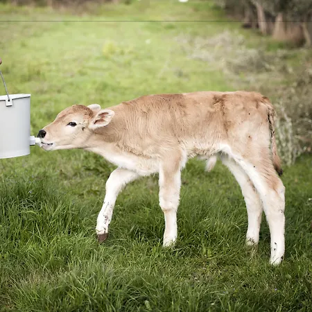 Borgo San Faustino Country Relais And *