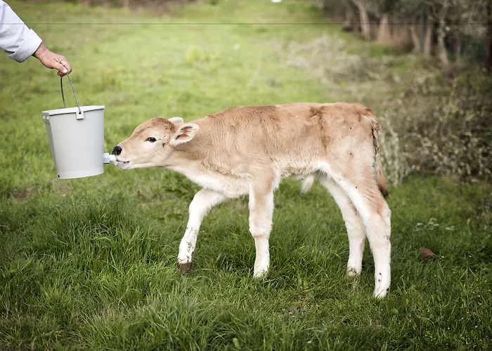 Borgo San Faustino Country Relais And *