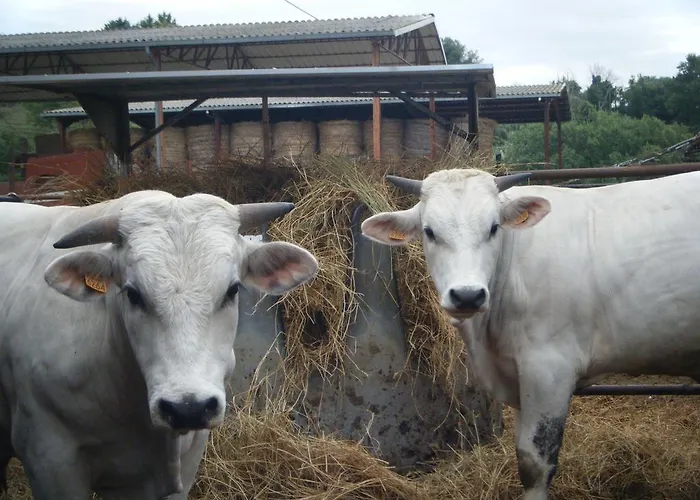 Borgo San Faustino Country Relais And Orvieto